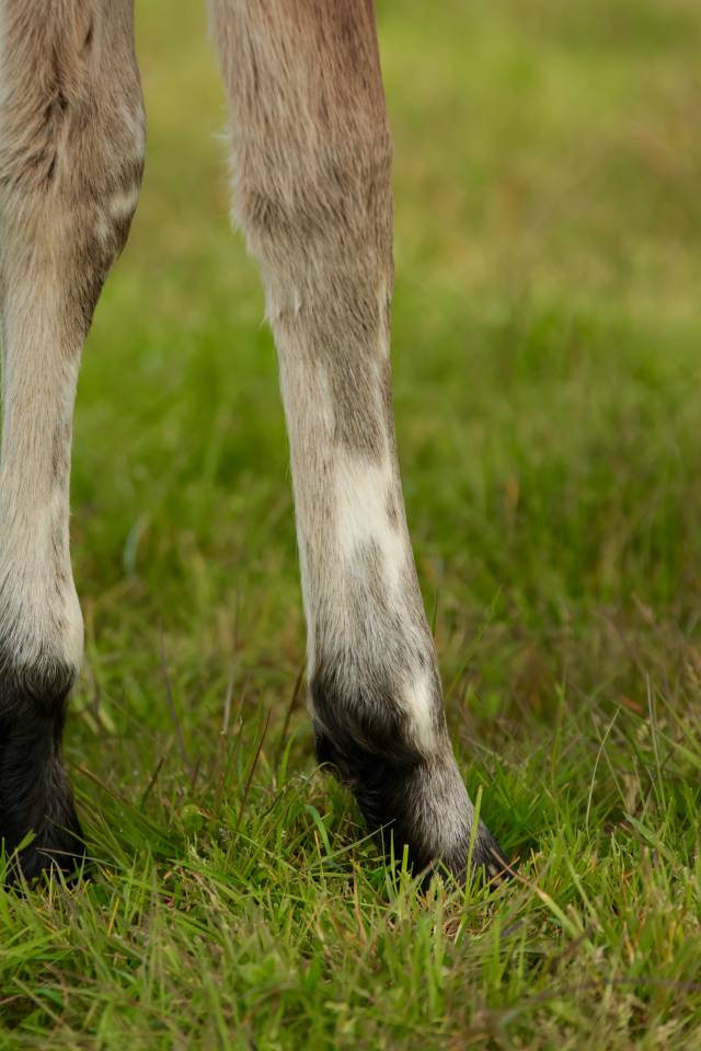 Potro Nez Perc&eacute;s En venta 2026 Appaloosa por SHKARA IZLAYON