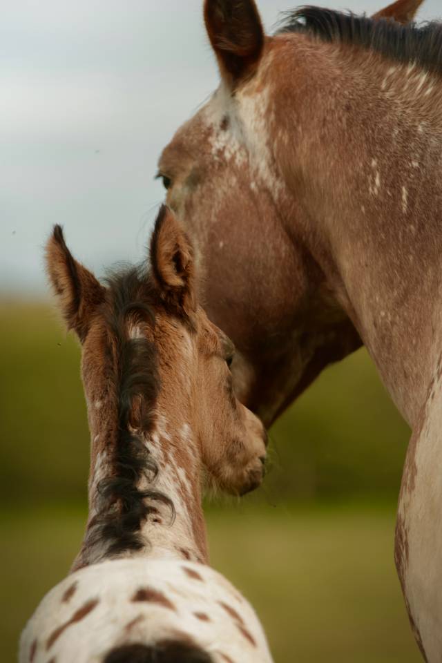 Potro Nez Perc&eacute;s En venta 2026 Appaloosa por SHKARA IZLAYON