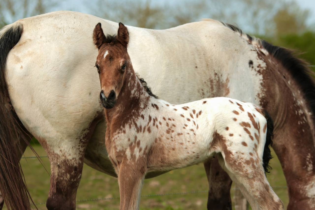 Potro Nez Perc&eacute;s En venta 2026 Appaloosa por SHKARA IZLAYON