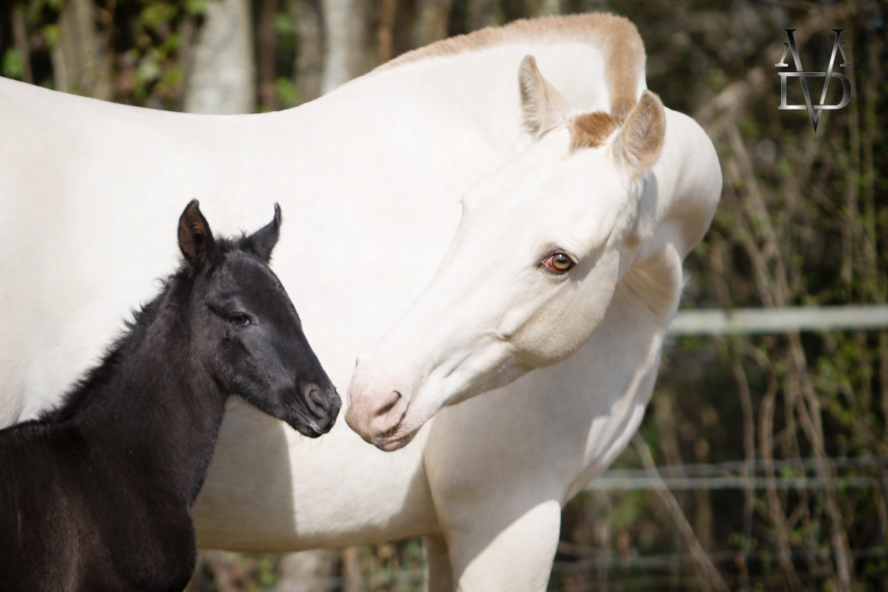 Potranca PRE Pura Raza Espa&ntilde;ola En venta 2026 Negro por MONJE II