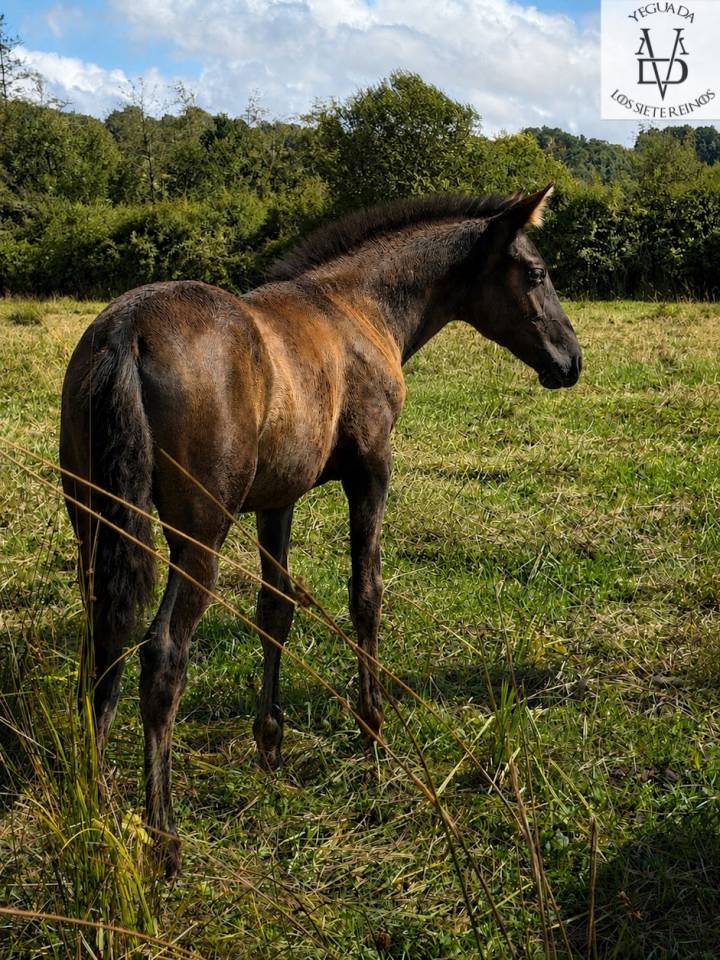 Potranca PRE Pura Raza Espa&ntilde;ola En venta 2026 Negro por MONJE II