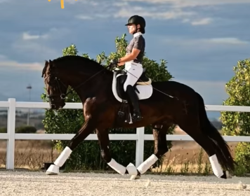 Potranca PRE Pura Raza Espa&ntilde;ola En venta 2026 Negro por MONJE II