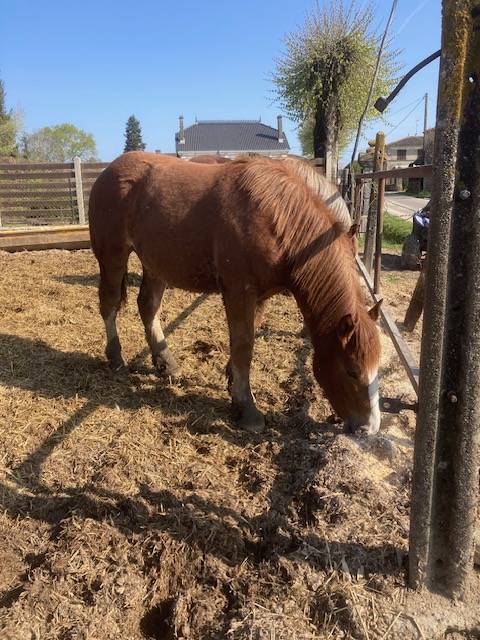 Potranca Tiro Bret&oacute;n En venta 2025 Alaz&aacute;n por USBEK DE KERFOURDAN, BR