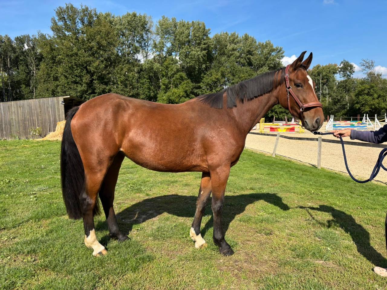 Yegua Silla Franc&eacute;s En venta 2022 Bayo