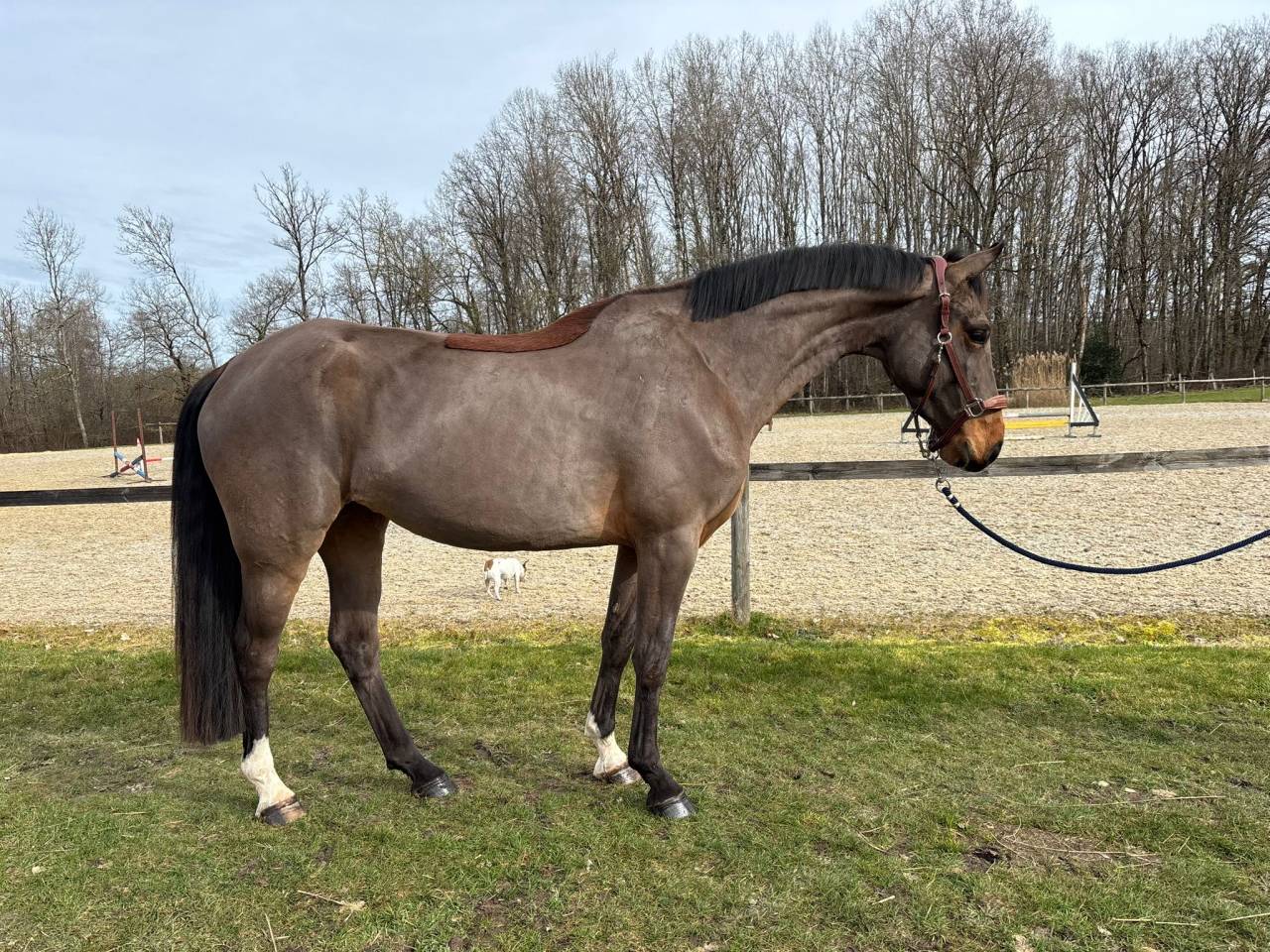 Yegua Silla Franc&eacute;s En venta 2022 Bayo