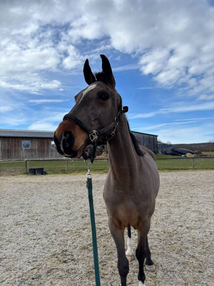 Yegua Silla Franc&eacute;s En venta 2022 Bayo