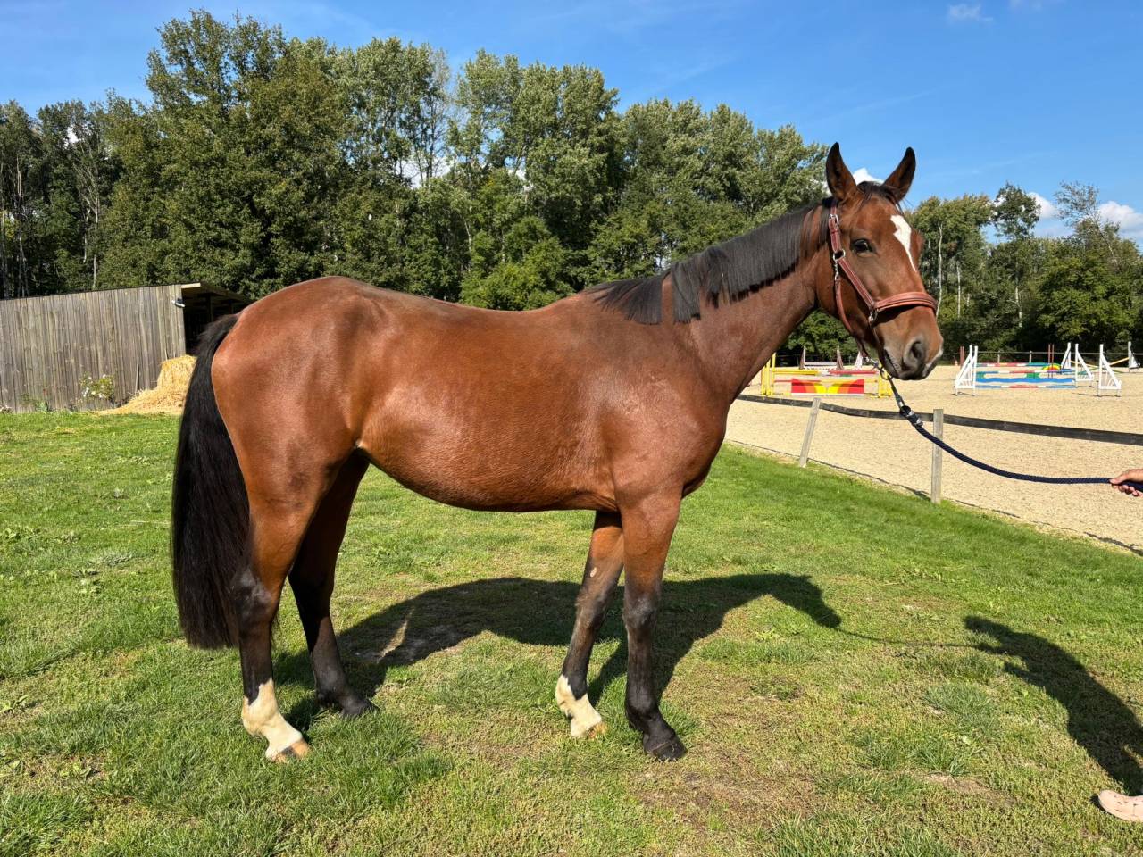 Yegua Silla Franc&eacute;s En venta 2022 Bayo