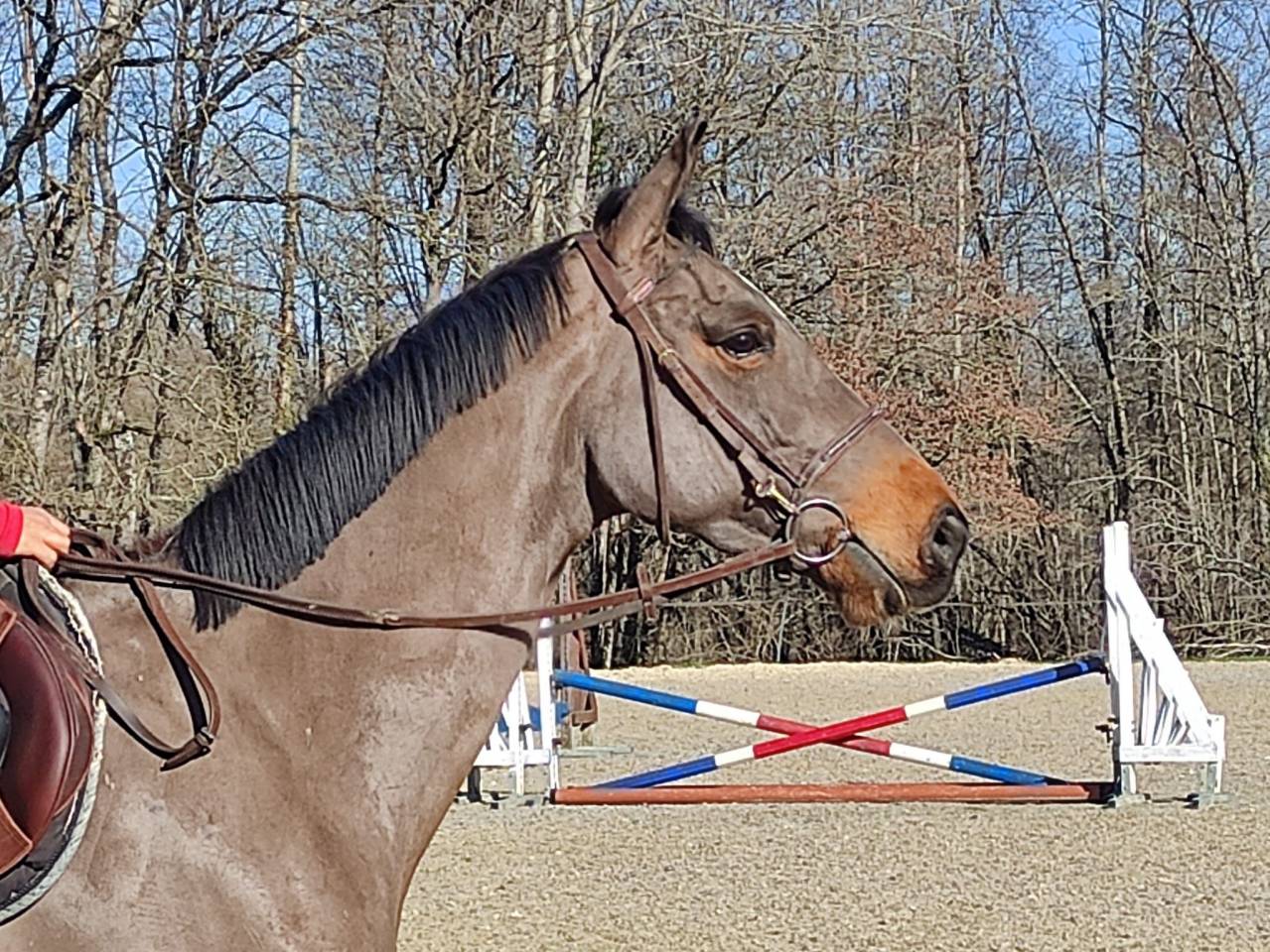 Yegua Silla Franc&eacute;s En venta 2022 Bayo
