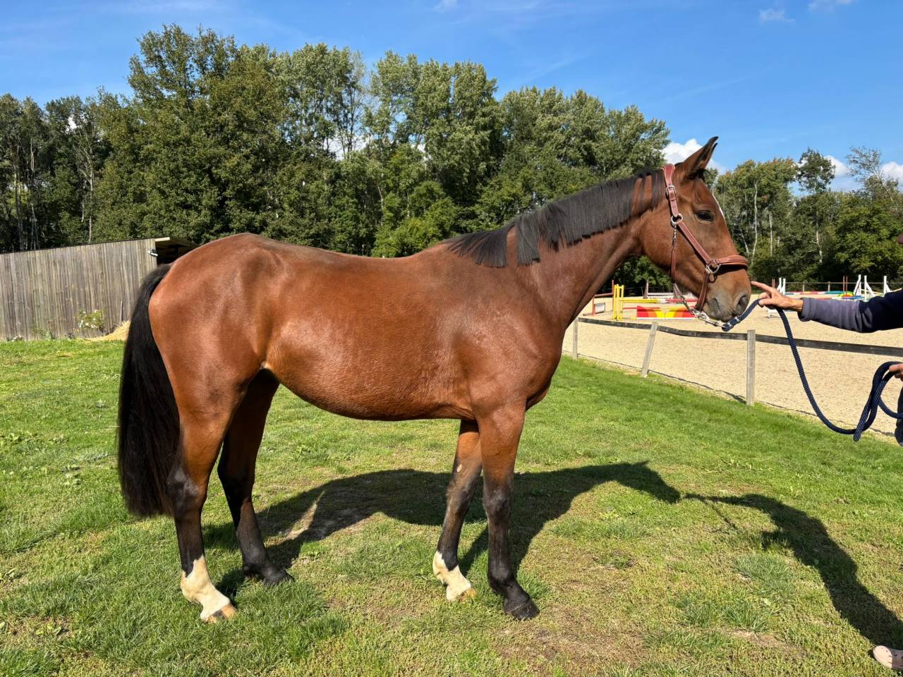 Yegua Silla Franc&eacute;s En venta 2022 Bayo