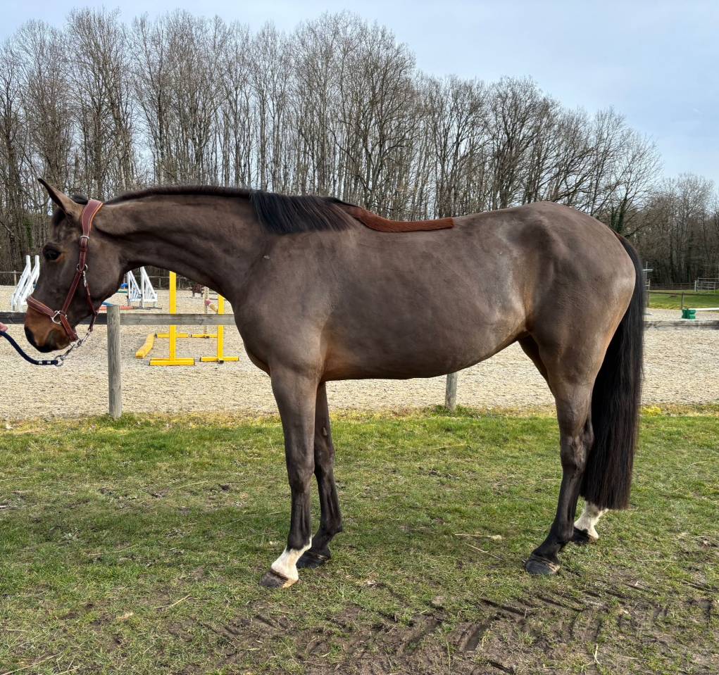 Yegua Silla Franc&eacute;s En venta 2022 Bayo