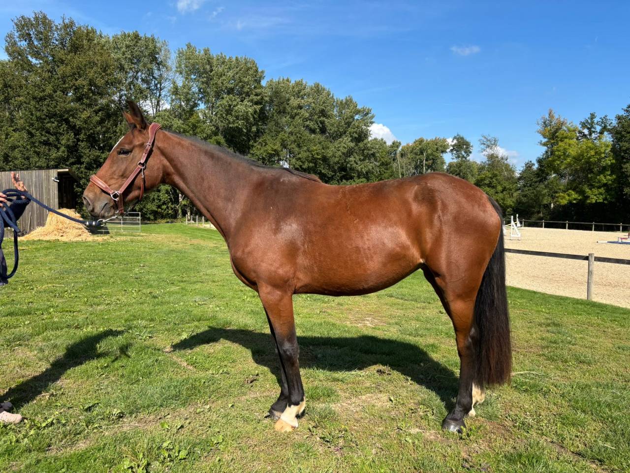 Yegua Silla Franc&eacute;s En venta 2022 Bayo