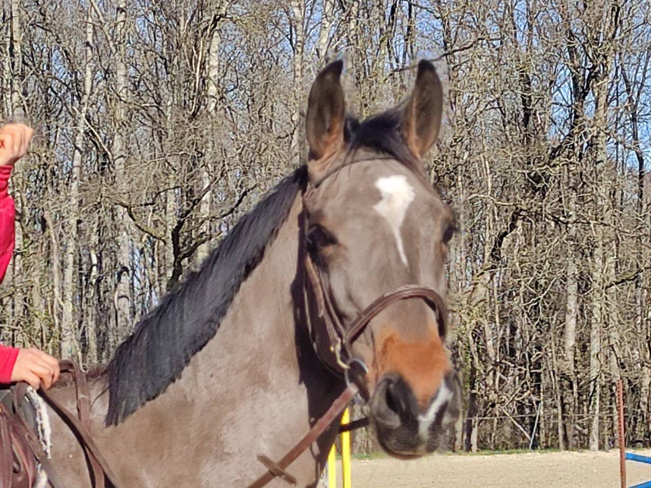 Yegua Silla Franc&eacute;s En venta 2022 Bayo