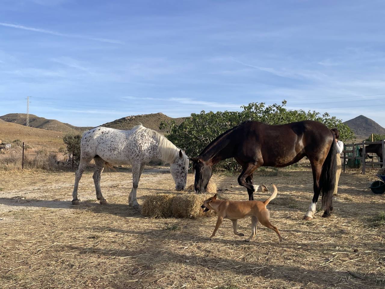 Gu&iacute;a y monitor de equitaci&oacute;n