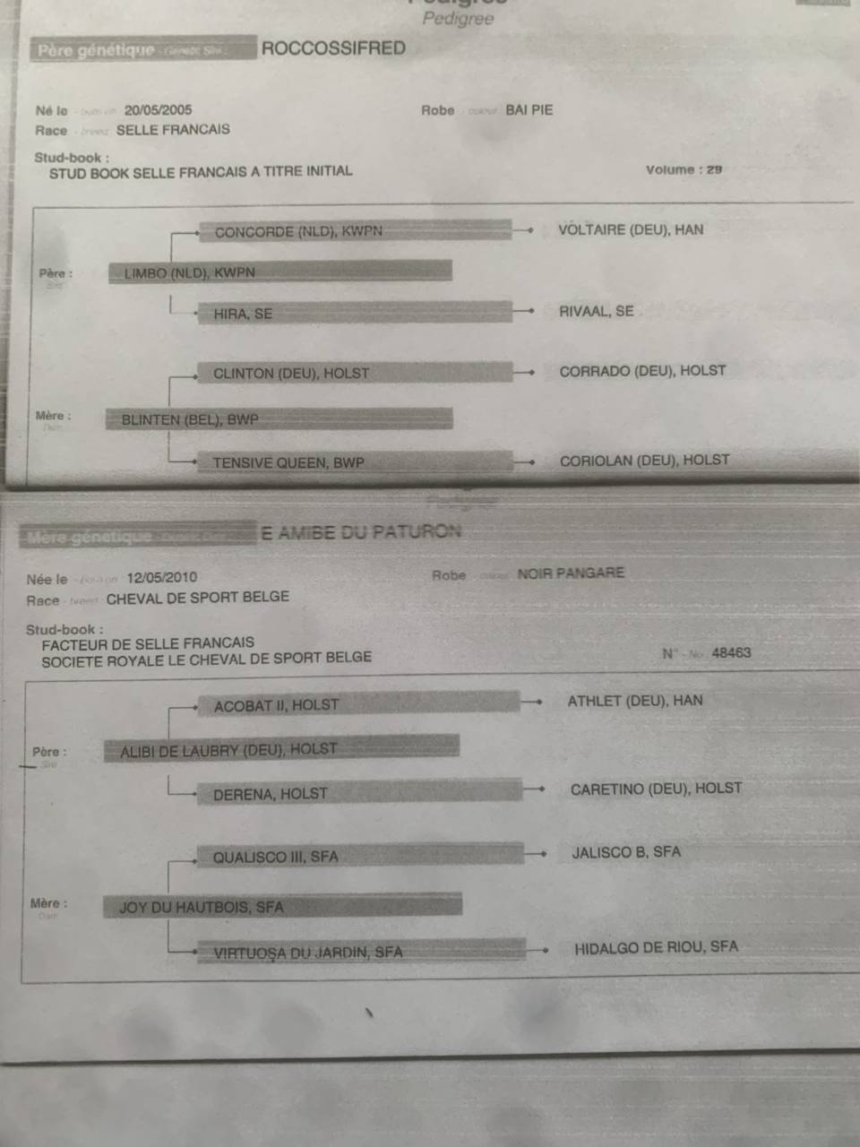 Yegua de ganader&iacute;a Caballo de Silla En venta 2016 Bayo
