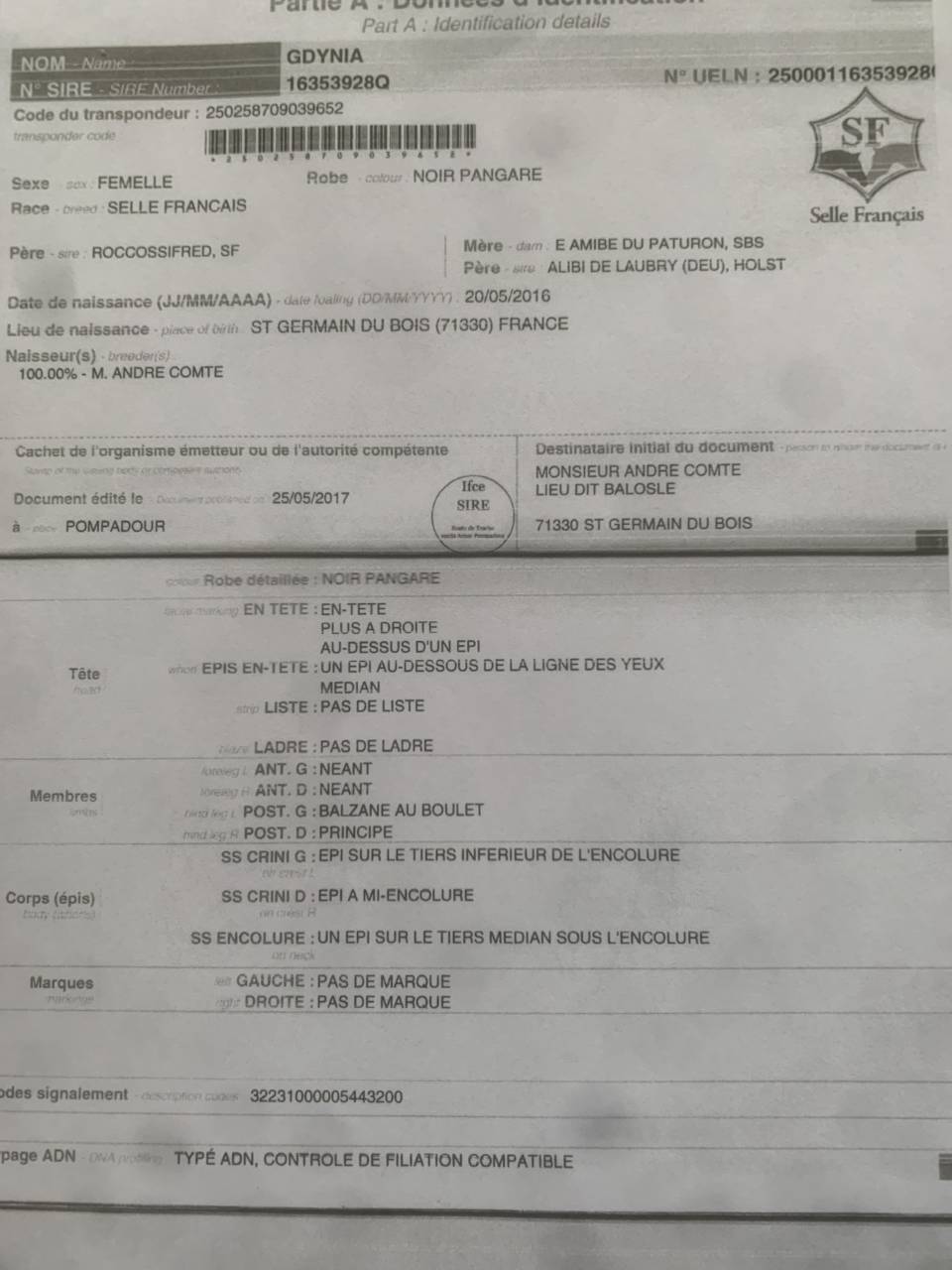 Yegua de ganader&iacute;a Caballo de Silla En venta 2016 Bayo