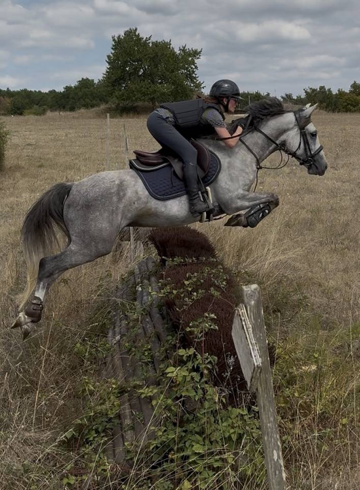 Caballo castrado PFS Poni Fran&ccedil;&eacute;s de Silla En venta 2020 Tordo