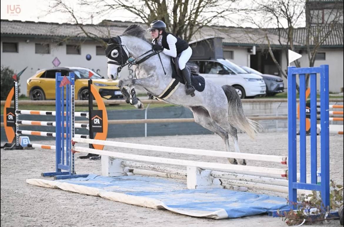 Caballo castrado PFS Poni Fran&ccedil;&eacute;s de Silla En venta 2020 Tordo