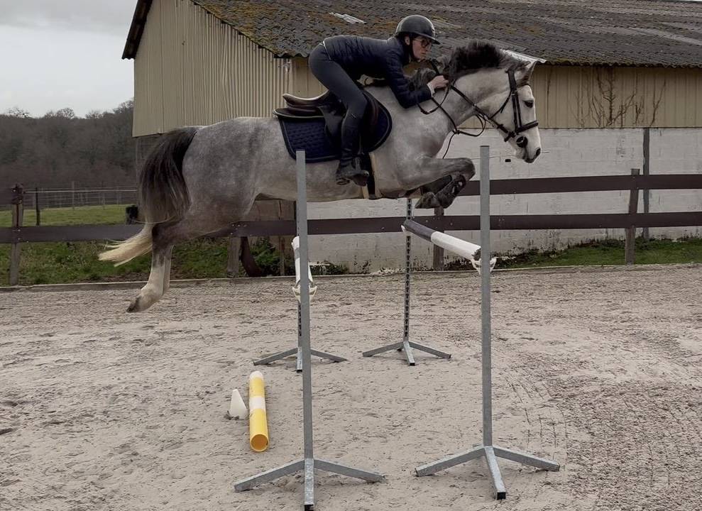 Caballo castrado PFS Poni Fran&ccedil;&eacute;s de Silla En venta 2020 Tordo