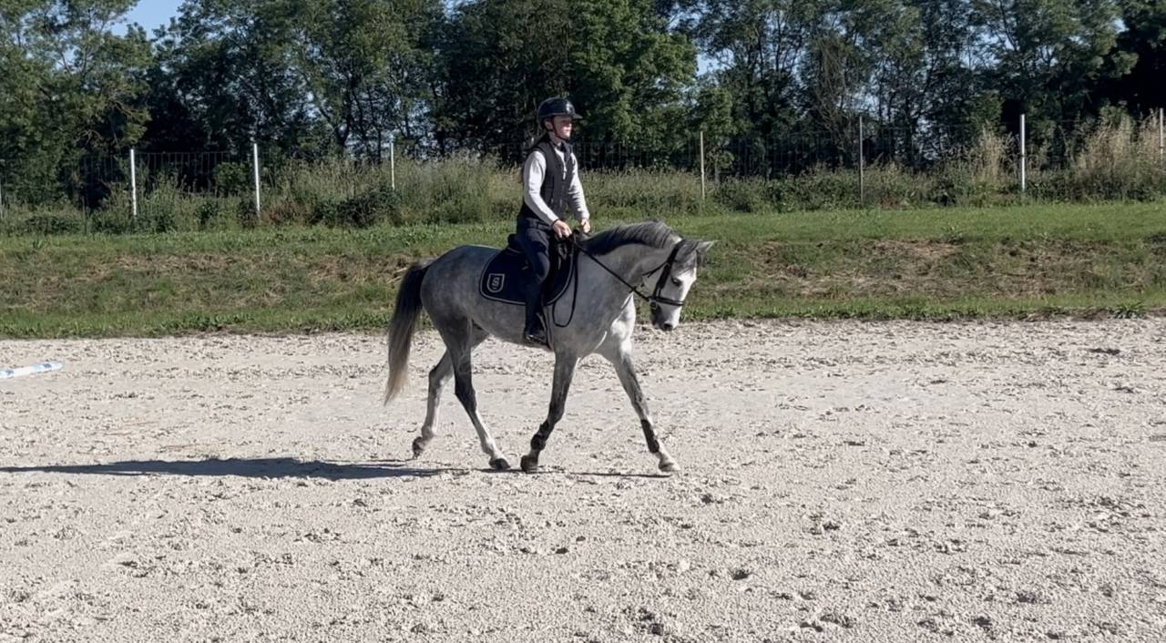 Caballo castrado PFS Poni Fran&ccedil;&eacute;s de Silla En venta 2020 Tordo