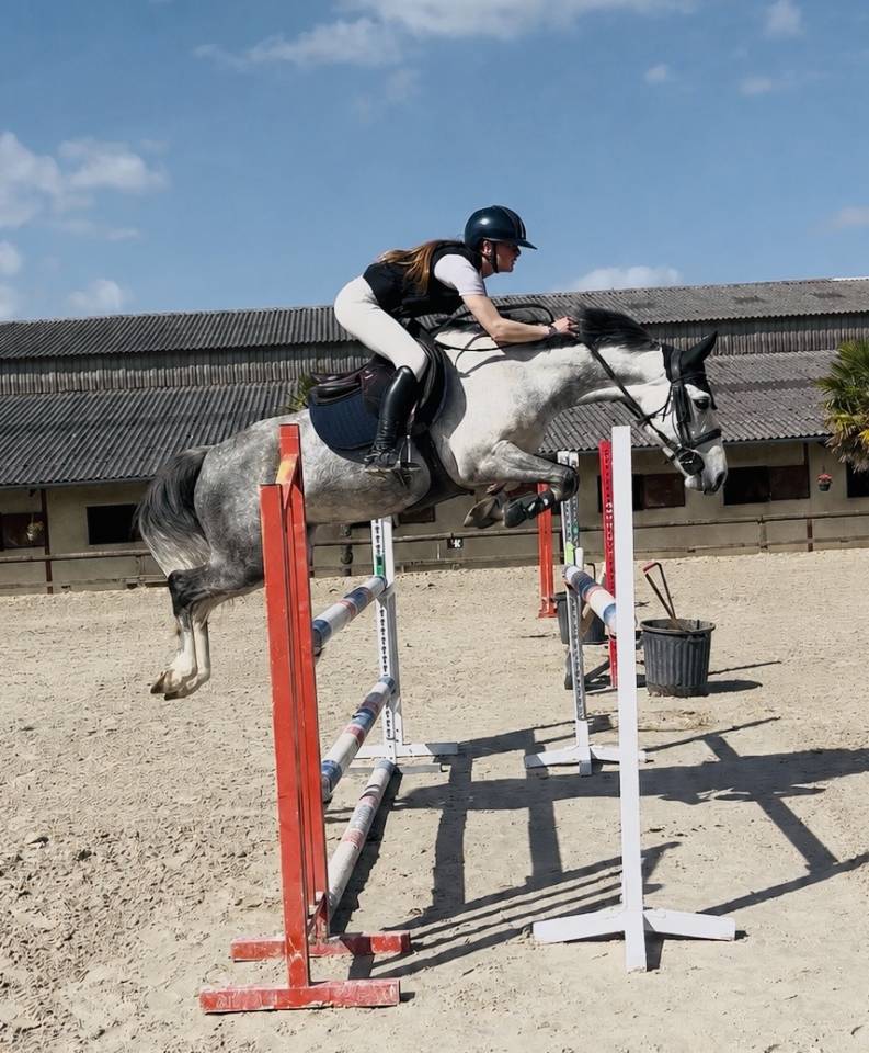 Caballo castrado PFS Poni Fran&ccedil;&eacute;s de Silla En venta 2020 Tordo