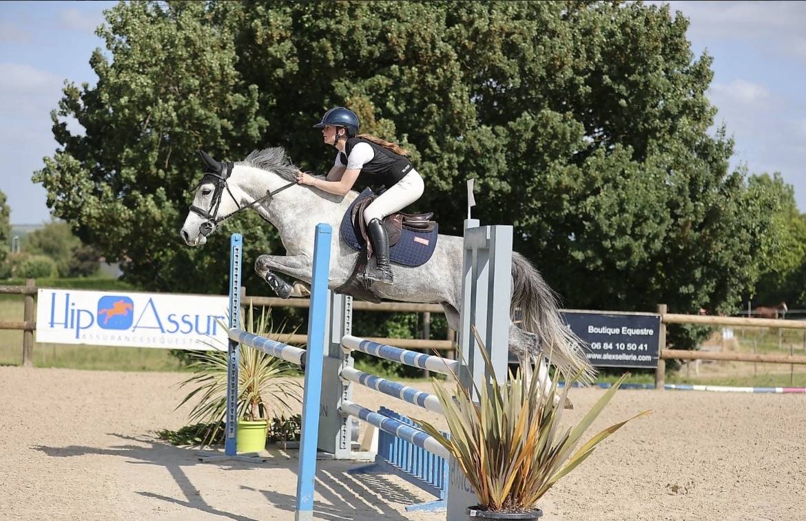 Caballo castrado PFS Poni Fran&ccedil;&eacute;s de Silla En venta 2020 Tordo