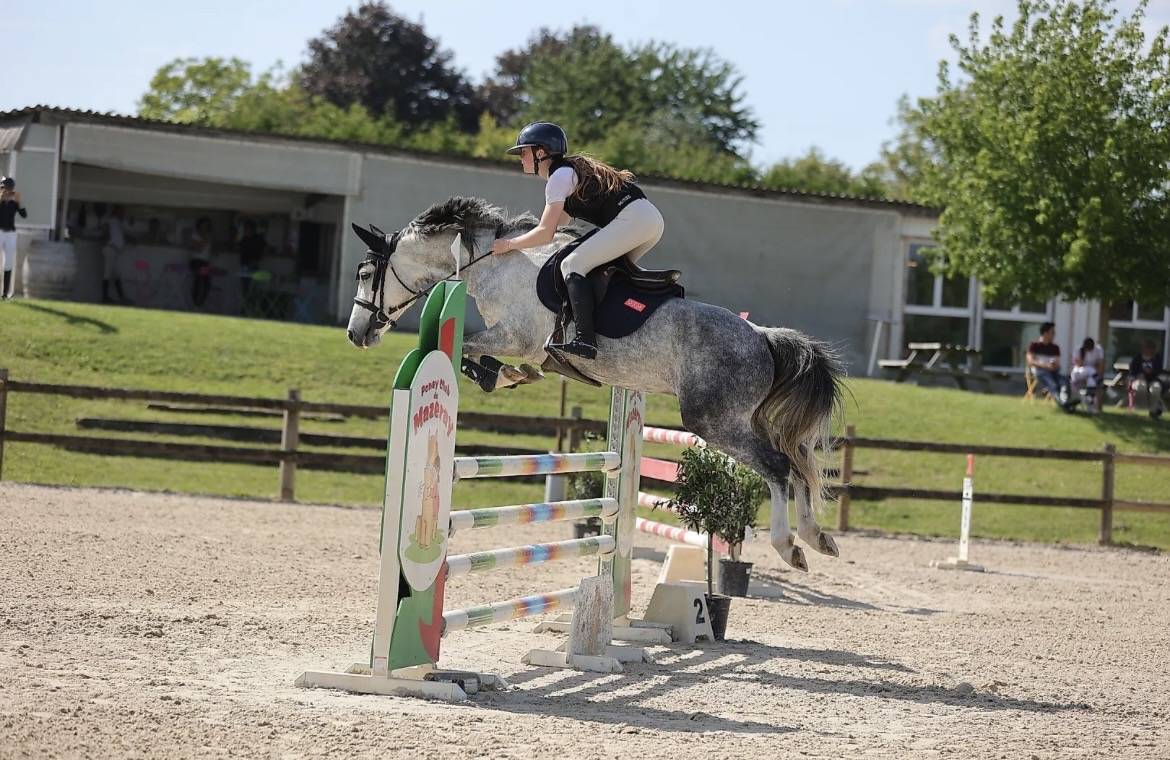 Caballo castrado PFS Poni Fran&ccedil;&eacute;s de Silla En venta 2020 Tordo