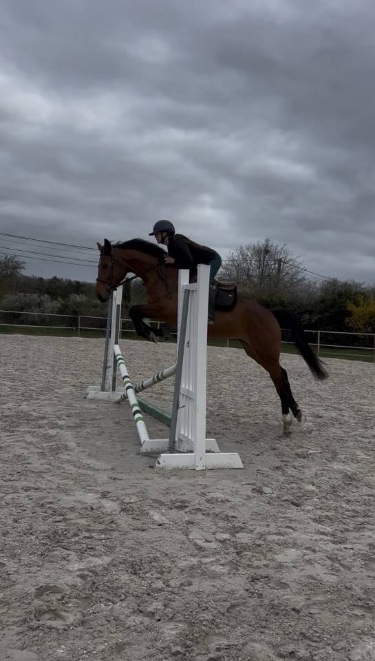 Yegua Silla Franc&eacute;s En venta 2021 Bayo por CONTENDRO