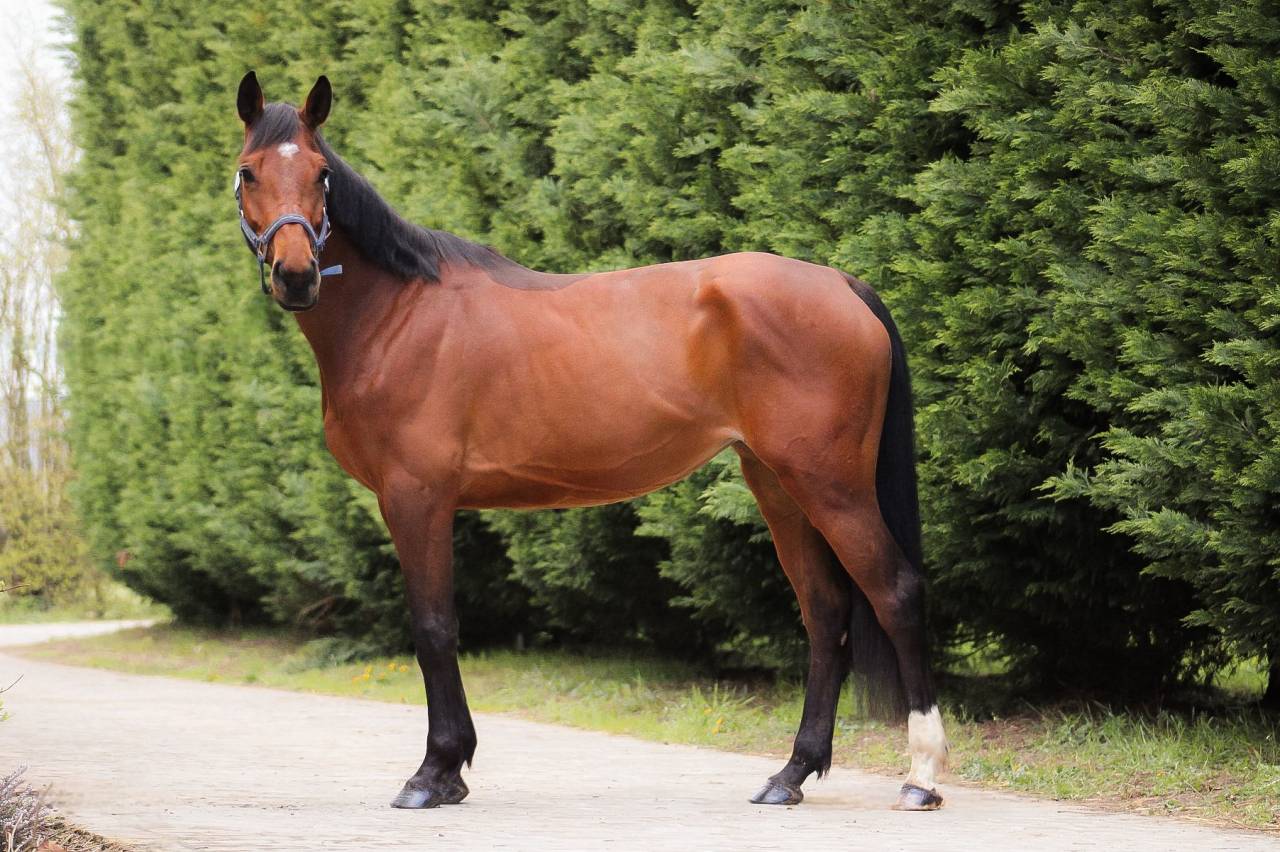 Yegua Silla Franc&eacute;s En venta 2021 Bayo por CONTENDRO