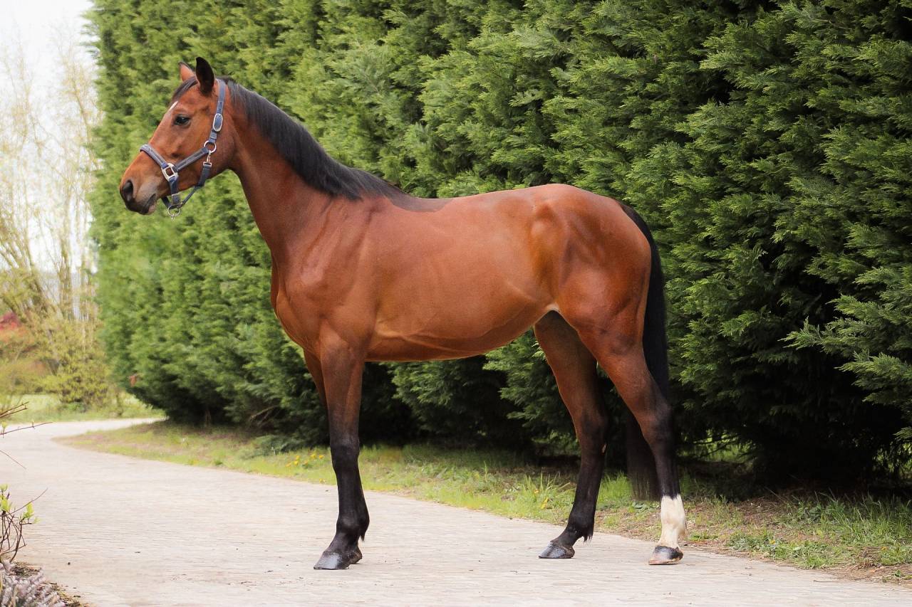 Yegua Silla Franc&eacute;s En venta 2021 Bayo por CONTENDRO