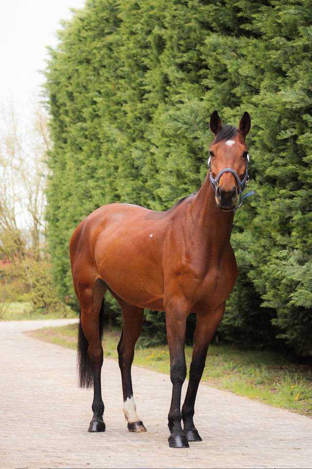 Yegua Silla Franc&eacute;s En venta 2021 Bayo por CONTENDRO