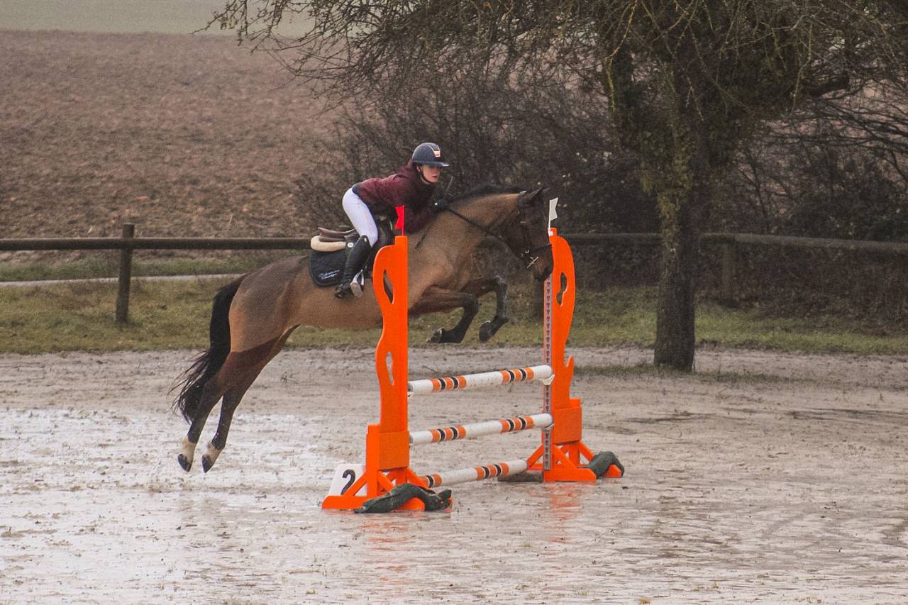 Yegua Silla Franc&eacute;s En venta 2021 Bayo
