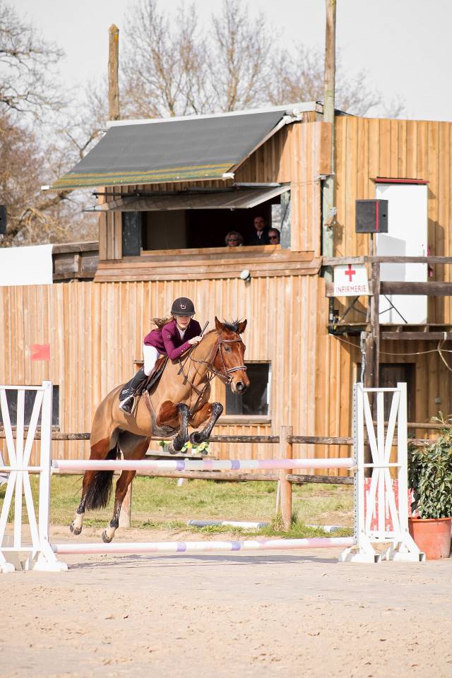 Yegua Silla Franc&eacute;s En venta 2021 Bayo