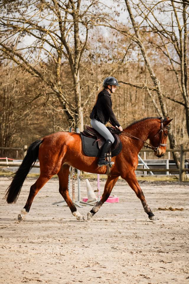 Yegua Silla Franc&eacute;s En venta 2021 Bayo