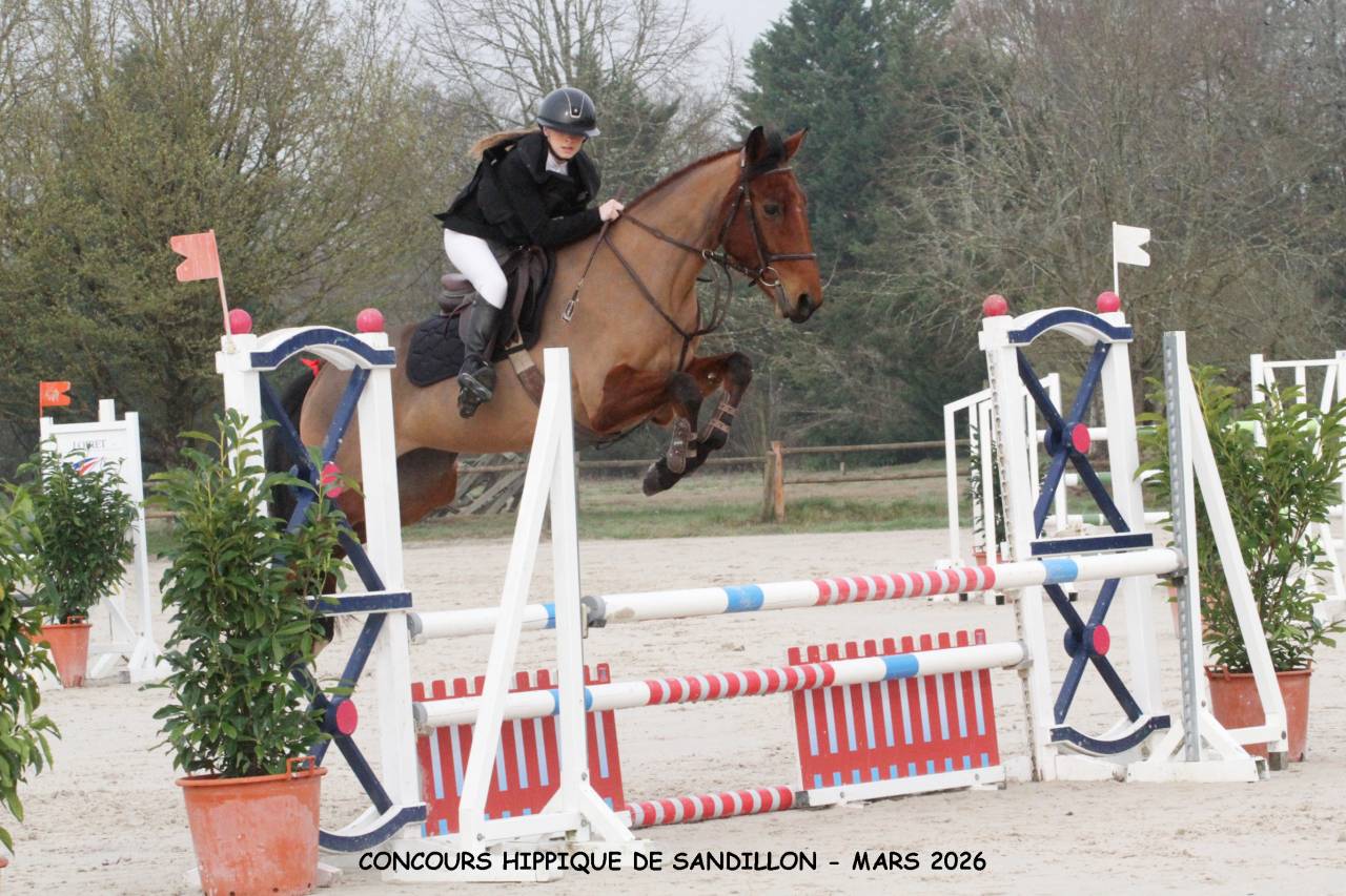 Yegua Silla Franc&eacute;s En venta 2021 Bayo