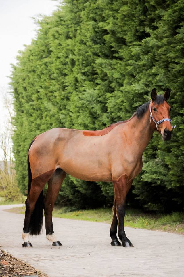 Yegua Silla Franc&eacute;s En venta 2021 Bayo