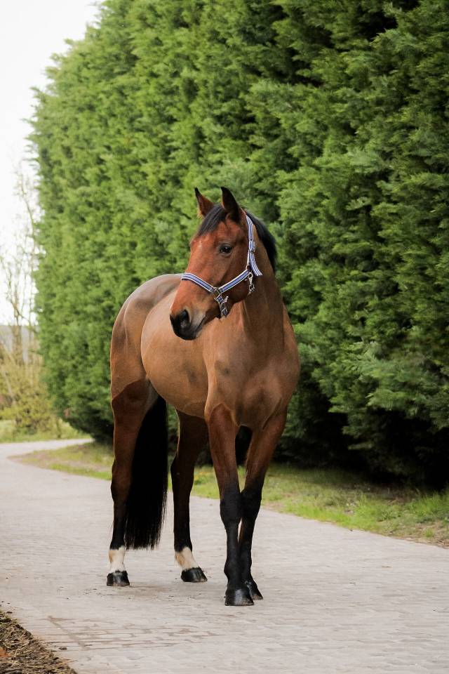 Yegua Silla Franc&eacute;s En venta 2021 Bayo