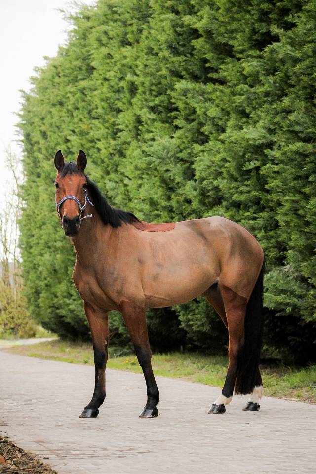 Yegua Silla Franc&eacute;s En venta 2021 Bayo