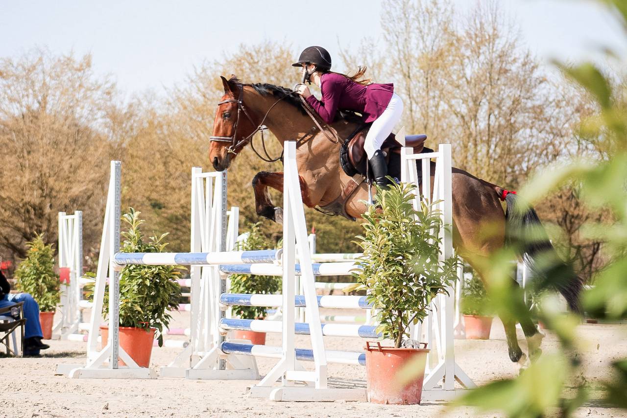 Yegua Silla Franc&eacute;s En venta 2021 Bayo