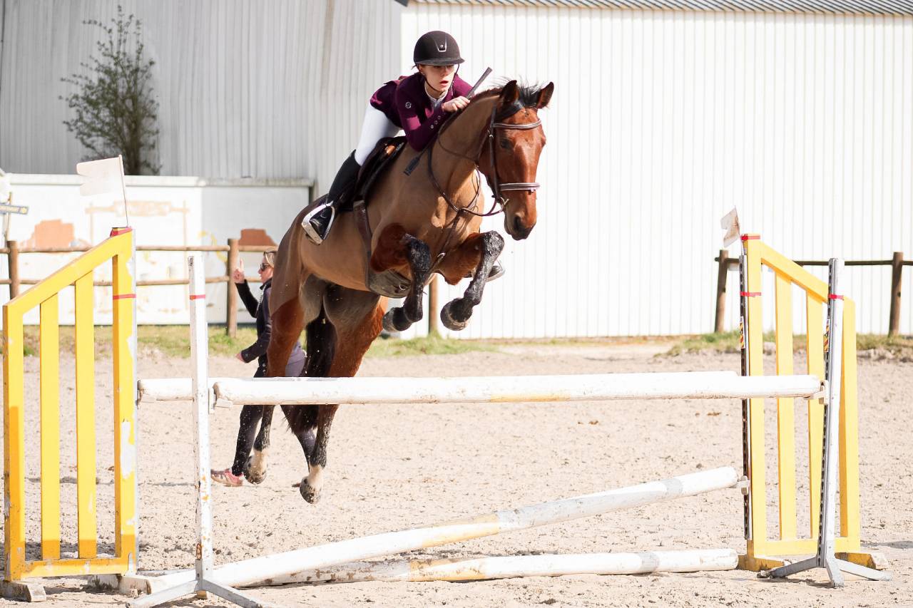 Yegua Silla Franc&eacute;s En venta 2021 Bayo