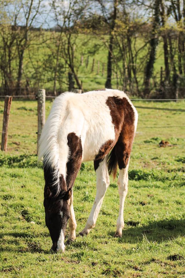 Potro Origine Constat&eacute;e En venta 2025 P&iacute;o por Joker d&rsquo;euskadi