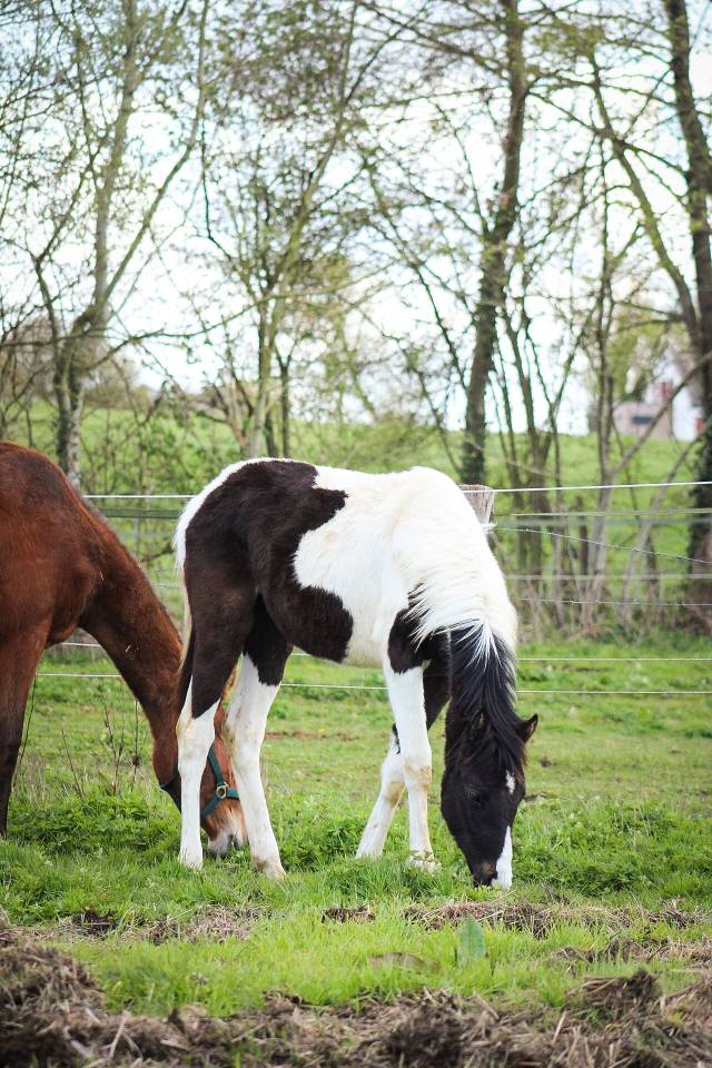 Potro Origine Constat&eacute;e En venta 2025 P&iacute;o por Joker d&rsquo;euskadi