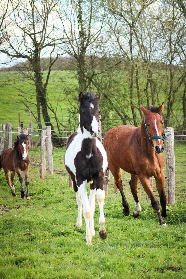 Potro Origine Constat&eacute;e En venta 2025 P&iacute;o por Joker d&rsquo;euskadi