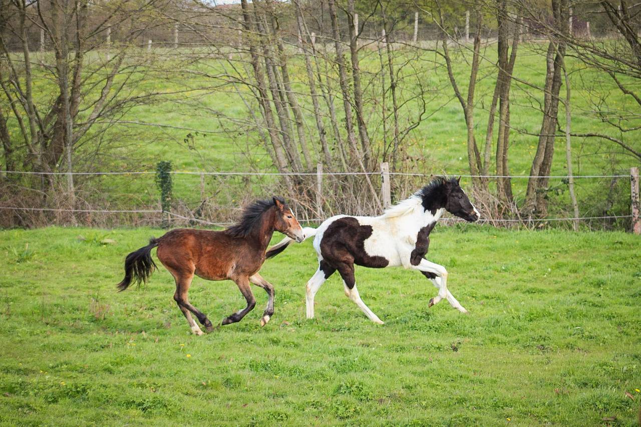 Potro Origine Constat&eacute;e En venta 2025 P&iacute;o por Joker d&rsquo;euskadi