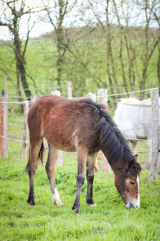 Potranca Origine Constat&eacute;e En venta 2025 Bayo por Helios de tirepeine