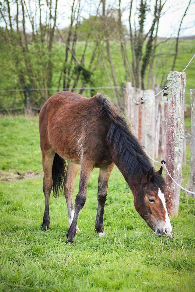 Potranca Origine Constat&eacute;e En venta 2025 Bayo por Helios de tirepeine