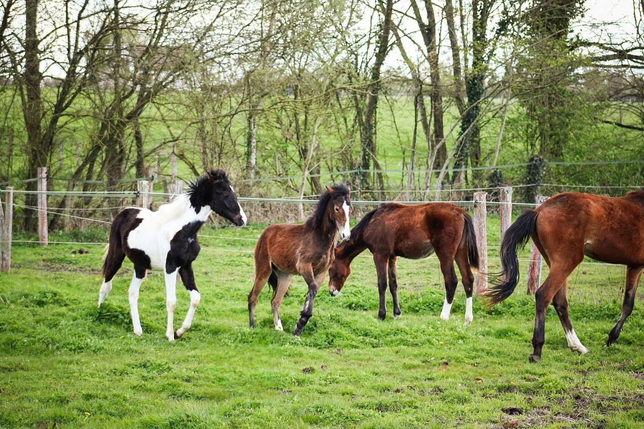 Potranca Origine Constat&eacute;e En venta 2025 Bayo por Helios de tirepeine