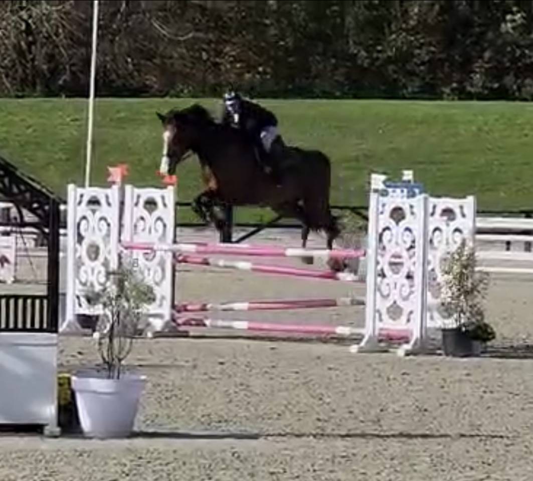 Caballo castrado Silla Franc&eacute;s En venta 2018 Bayo por Jo de la Barde