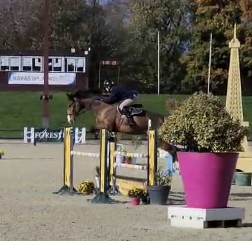 Caballo castrado Silla Franc&eacute;s En venta 2018 Bayo por Jo de la Barde