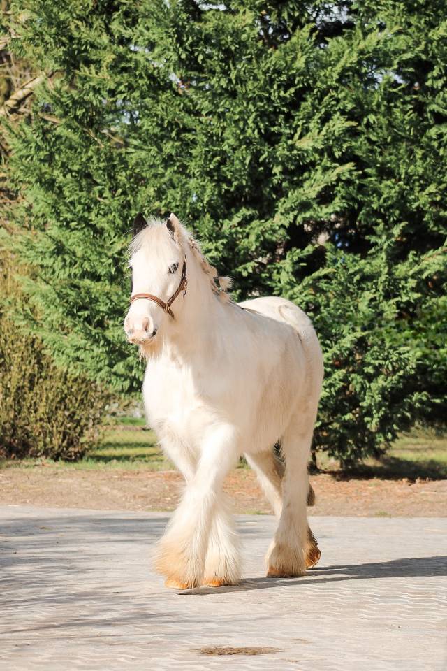 Caballo castrado Otra Raza de Poni En venta 2018 P&iacute;o