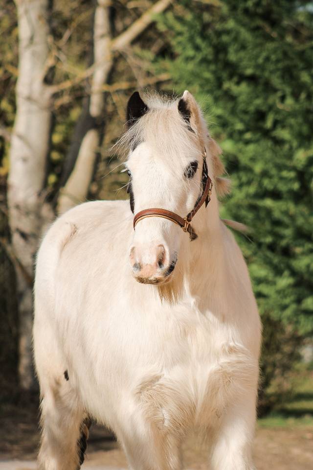Caballo castrado Otra Raza de Poni En venta 2018 P&iacute;o